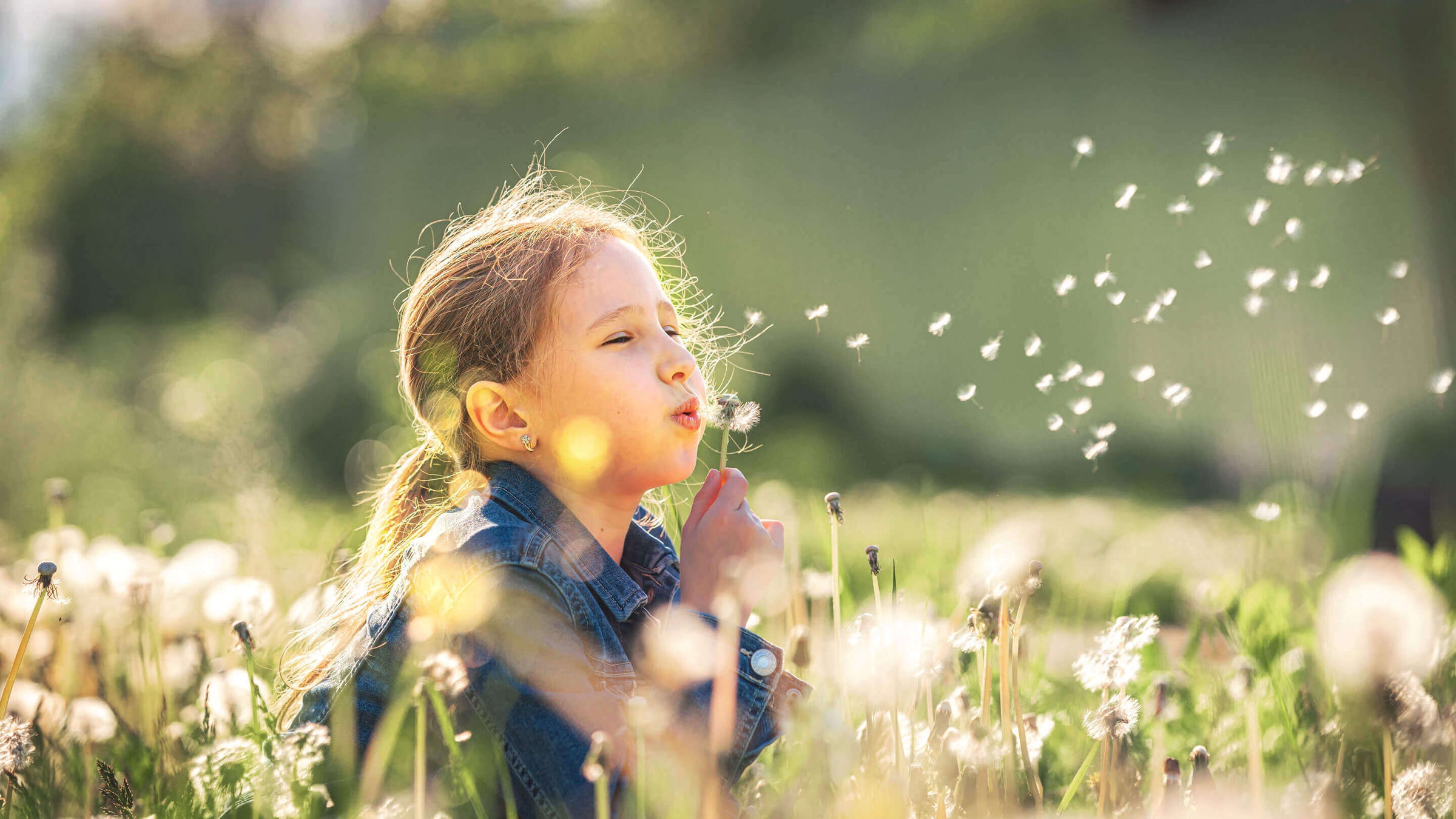 cute little girl blowing dandelions in a sunny flower meadow . Summer seasonal outdoor activities for children. The child smiles and enjoys summer fun