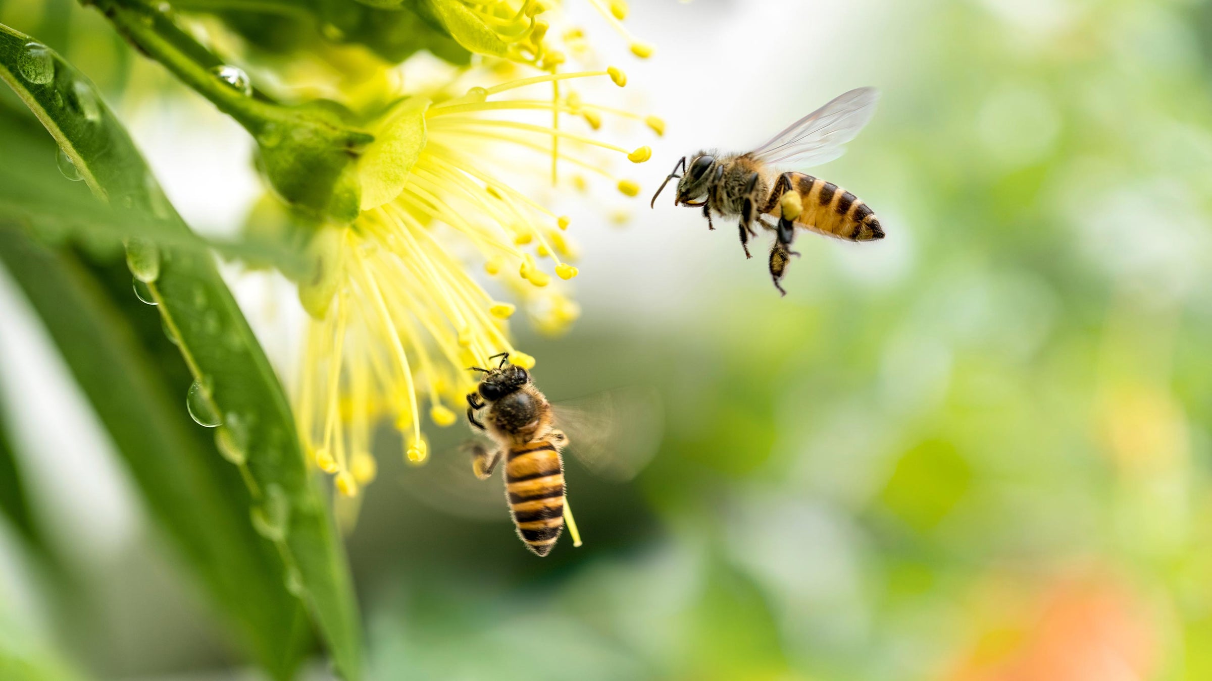 Two bees swarming into a bright yellow flow.