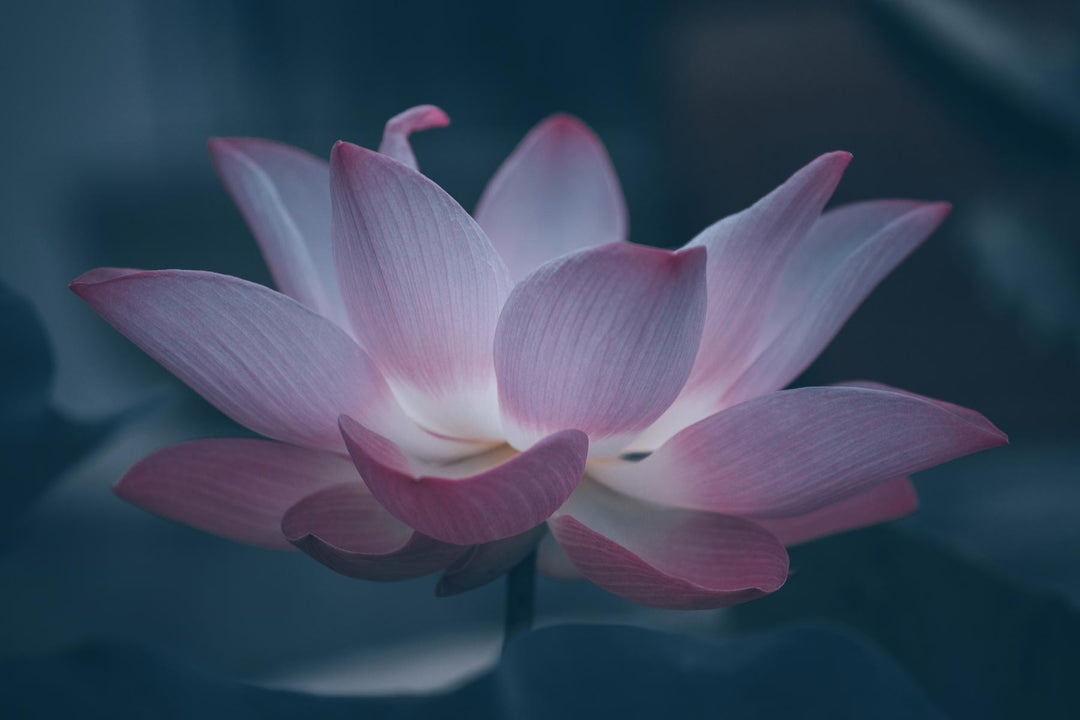 Blue Lotus