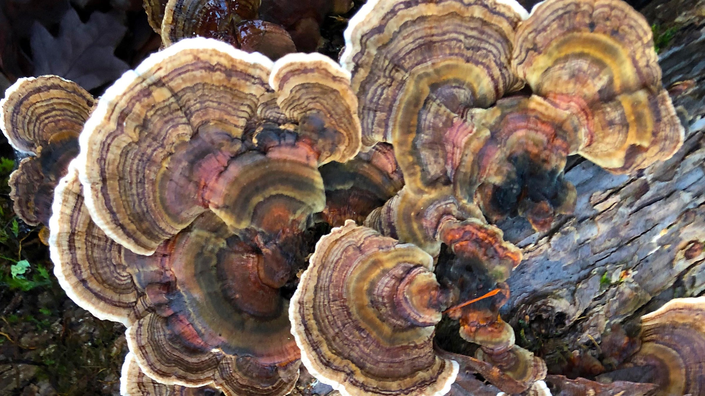 Closeup image of mushrooms growing on a tree.