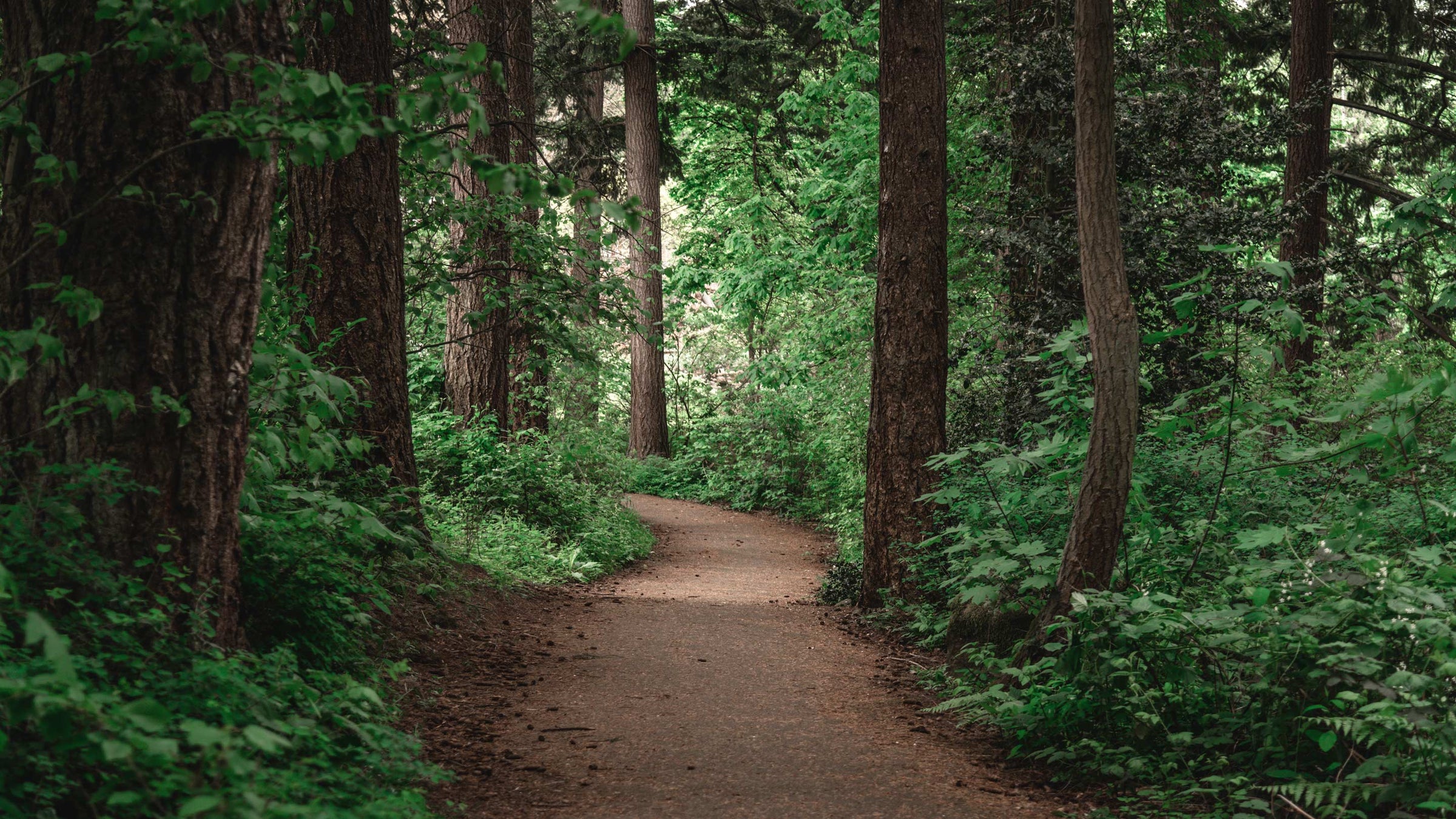 dirt path in in the woods, running through lush green trees in the Pacific Northwest