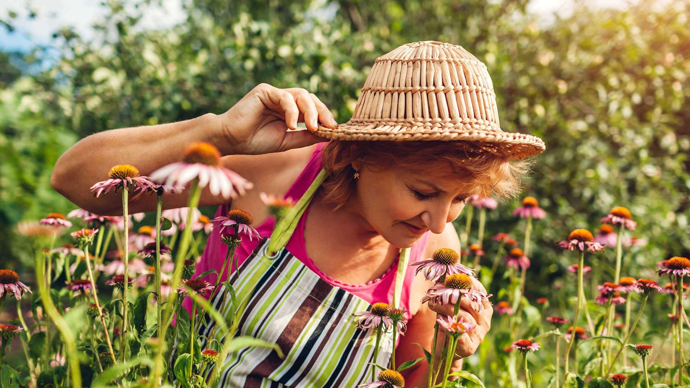 Senior woman gathering flowers in garden. Middle-aged woman smelling Echinacea or coneflower.