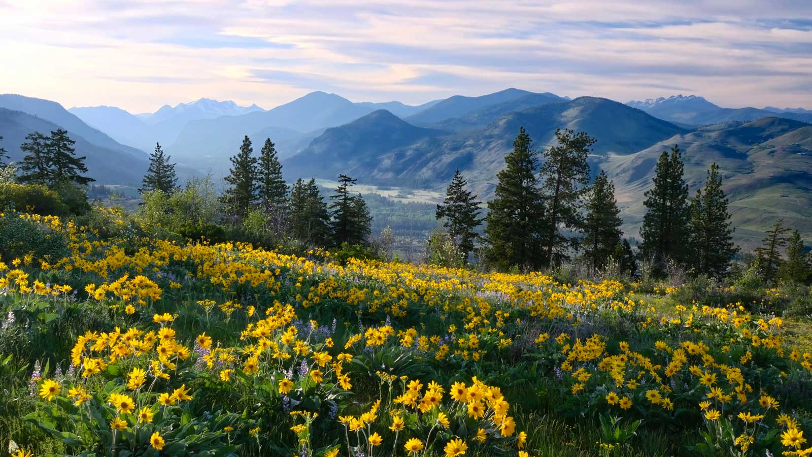 A hillside covered in yellow wildflowers and pine trees overlooks a blue mountain valley under a pastel sky.