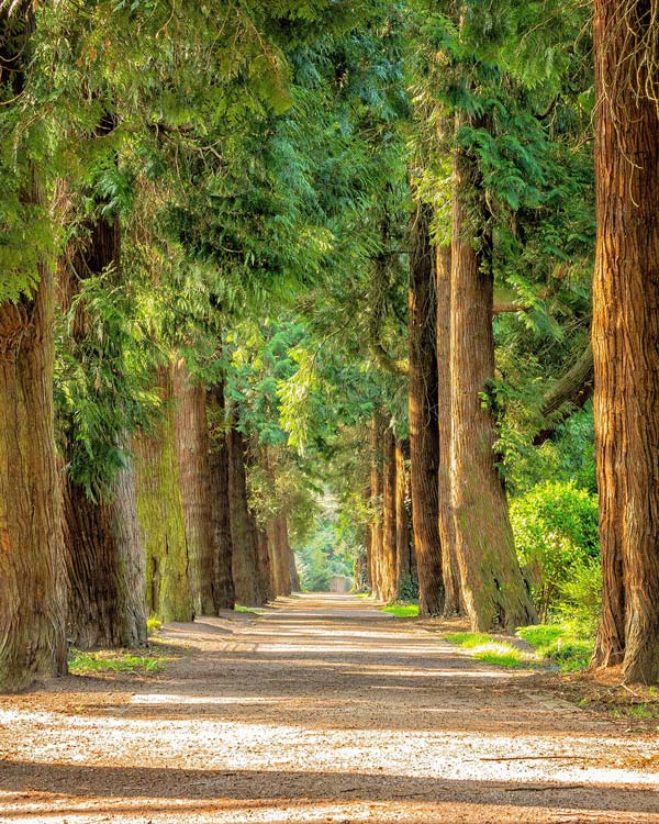A tree-lined dirt path flanked by tall evergreen trees, dappled with sunlight.